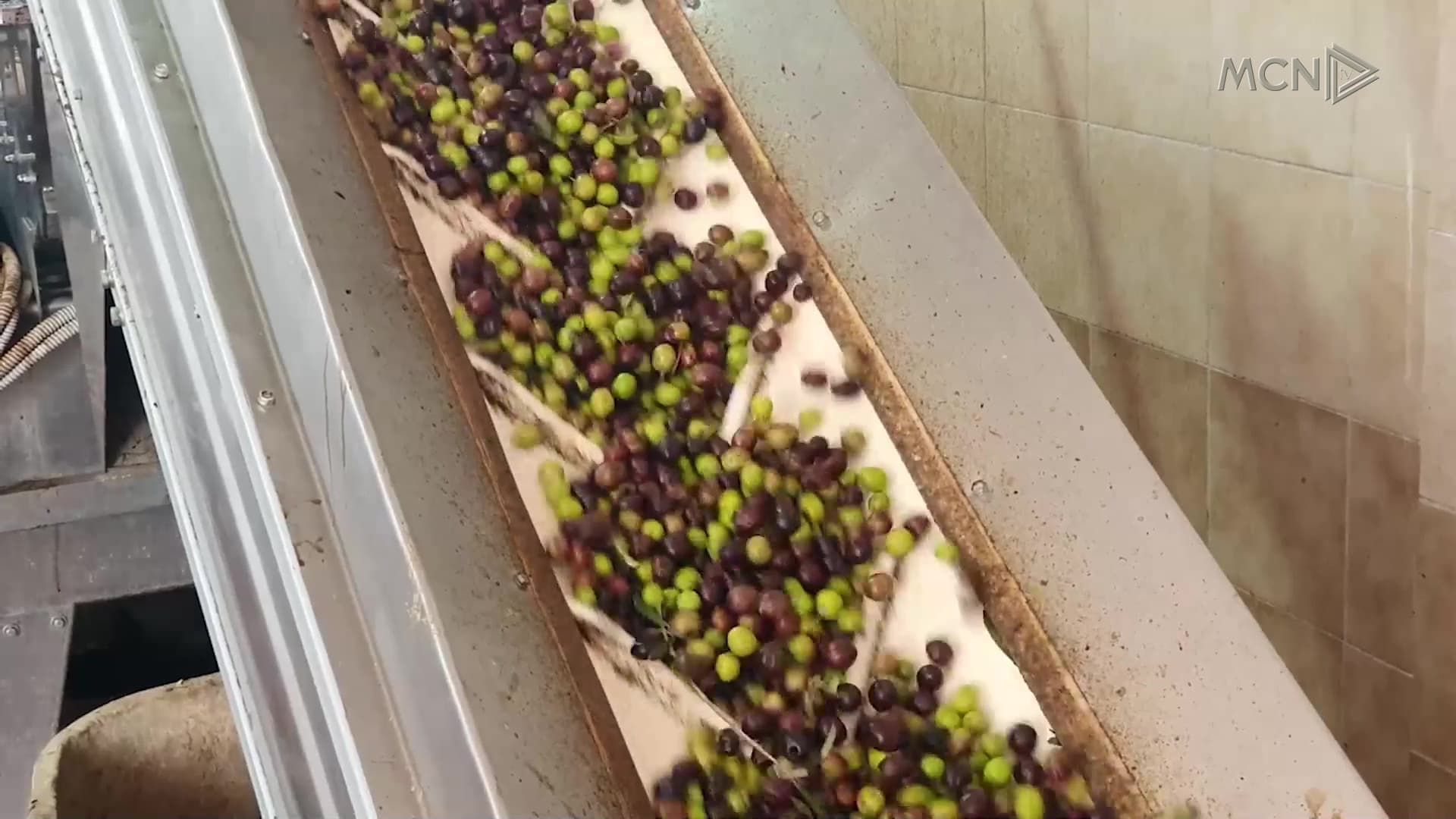 Rritet çmimi i vajit të ullirit / Kushtet klimatike ndikuan në rënien e prodhimit (VIDEO)