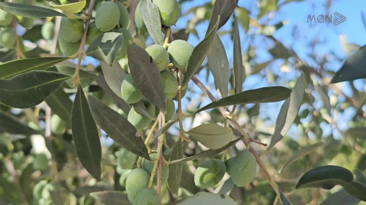 Përgjysmohet prodhimi i ullirit / Ekspertët: Shkak thatësira e tejzgjatur dhe temperaturat e larta (VIDEO)