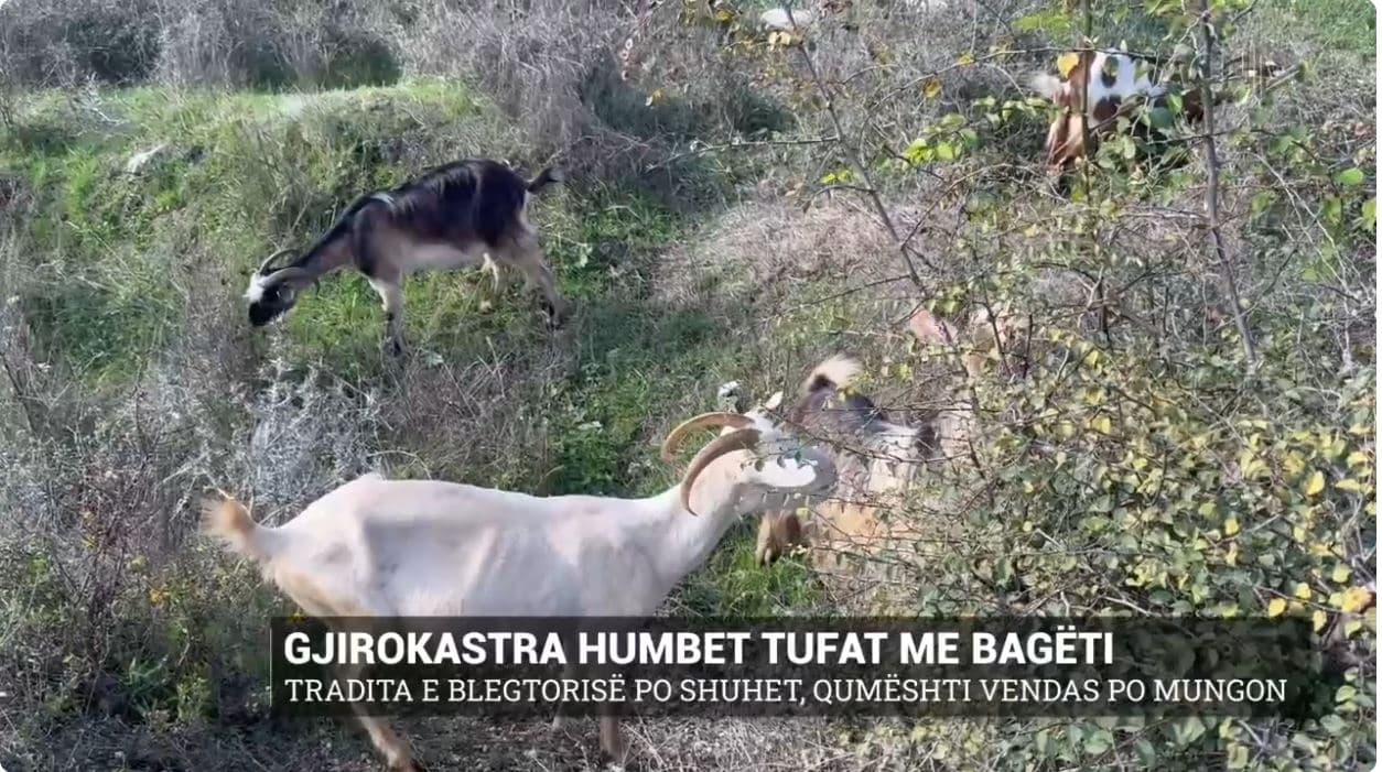 Gjirokastra humbet tufat me bagëti. Tradita e blegtorisë po shuhet, qumështi vendas po mungon
