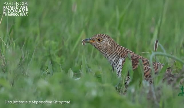Dita Botërore e Shpendëve Shtegtarë/ Agjencia e Zonave të Mbrojtura: Shpendët shtegtarë, banorë të çmuar të habitateve shqiptare