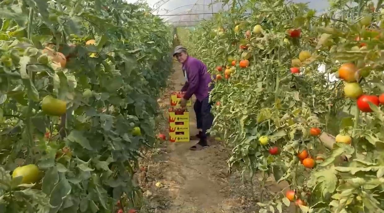 Lushnjë, domatet ngelen në serë. Fermerët: Me çmimin që ofrohet nuk mbulojmë dot shpenzimet