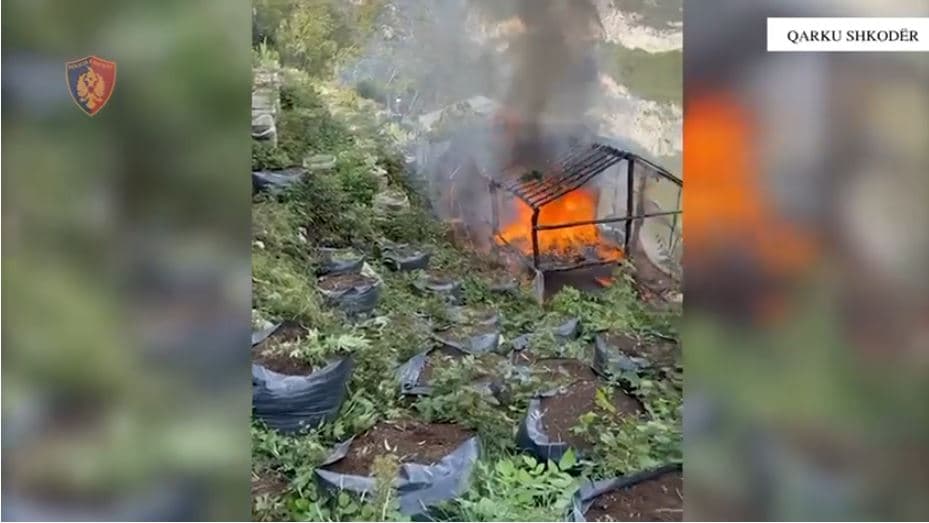 Zbulohen mbi 4000 bimë kanabis në Shkodër, nën hetim pesë kryetarë fshatrash