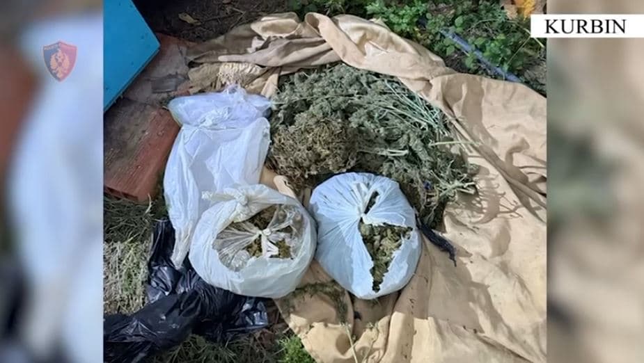 Në banesë me mbi 7 kg kanabis për ta shitur në doza, arrestohet i dyshuari në Kurbin 