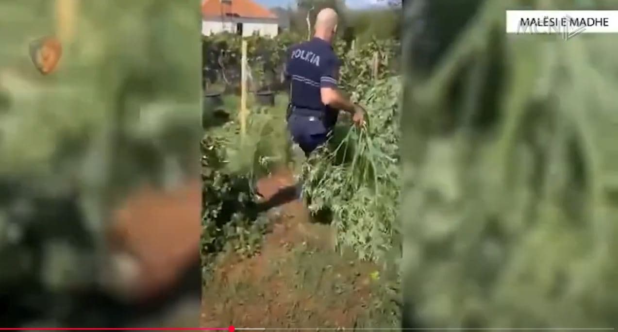 Kanabisi “mbulon” Shkodrën/ Mbi 178 bimë të asgjësuara në 9 muaj, Dukagjini zona më problematike (VIDEO)