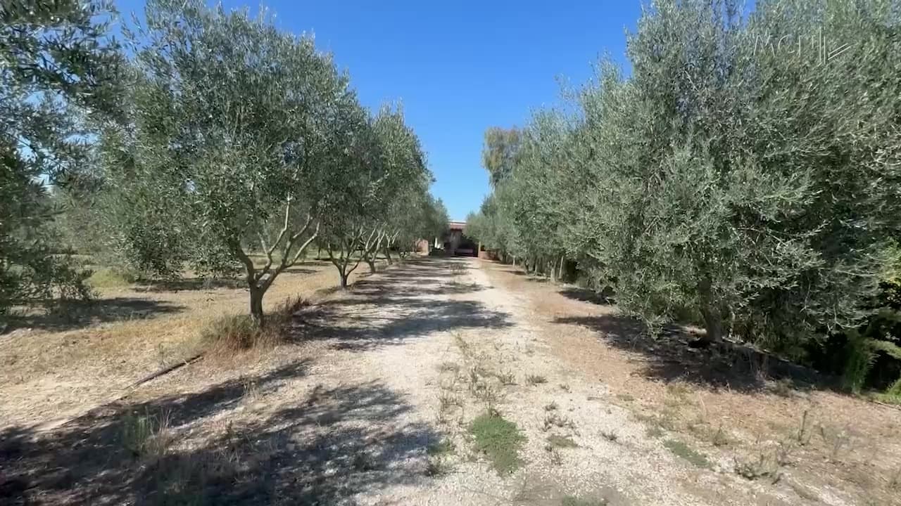 Thatësira “shuan” ullinjtë / Fermerët e Lushnjës pa ujë dhe pa prodhim: S’kemi asnjë ndihmë (VIDEO)
