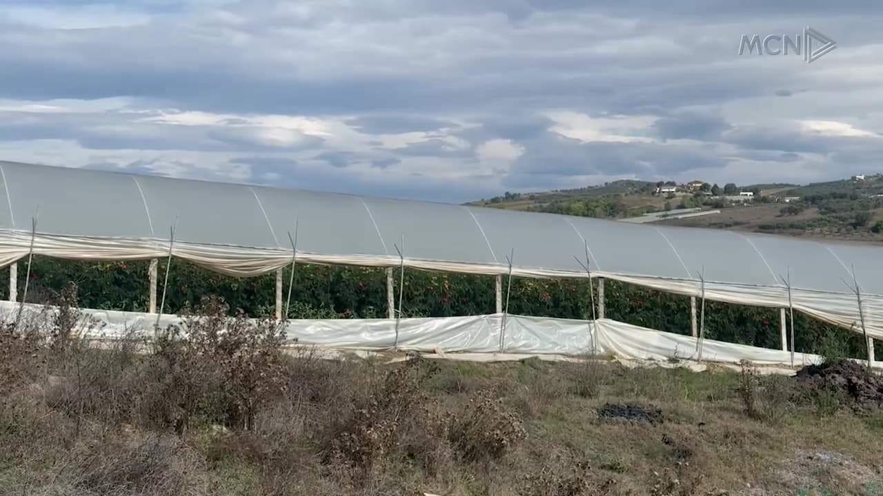 Lushnjë, domatet ngelen në serë / Fermerët: Me çmimin që ofrohet nuk mbulojmë dot shpenzimet (VIDEO)
