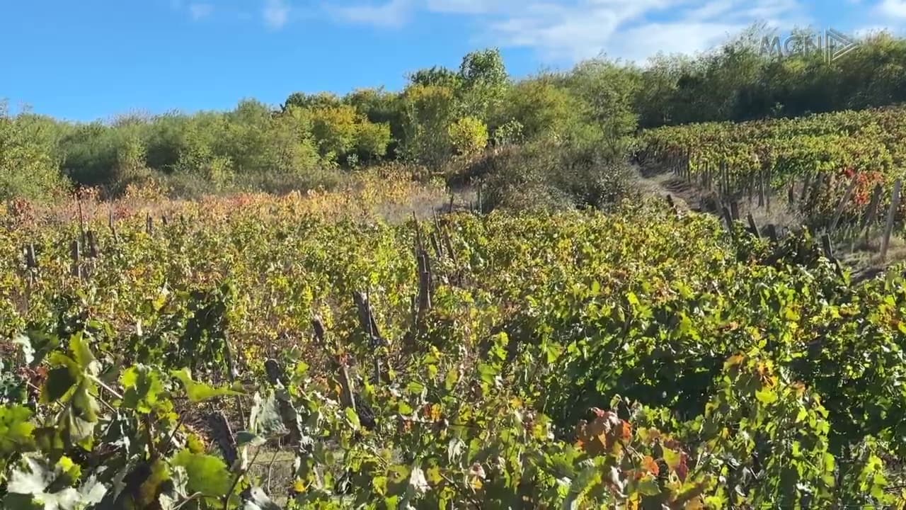 Rrushi i ëmbël, tregu “i hidhur” / Fermerët në juglindje përballen me çmime të ulëta (VIDEO)