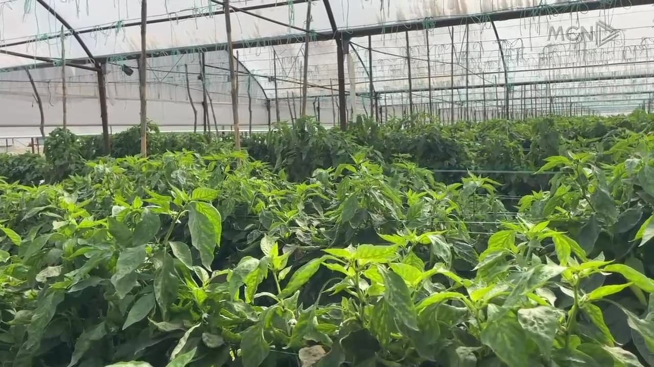 “Miza e bardhë” dëmton specin / Fermerët në Elbasan: Pesticidet që përdorim nuk japin më efekt (VIDEO)