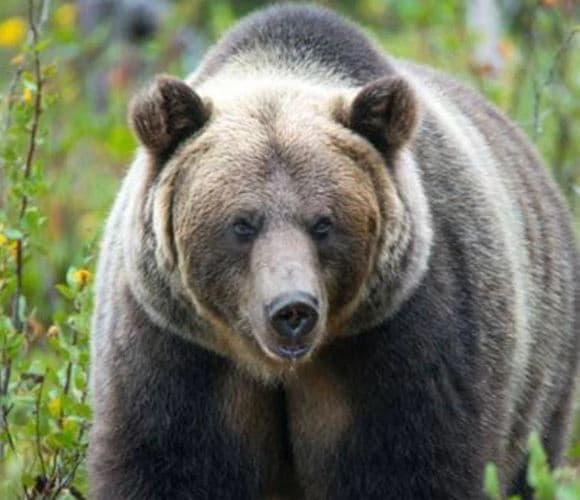 Ariu gri sulmon nxënësit gjatë ekskursionit, një i vdekur dhe 11 të plagosur në Kanada