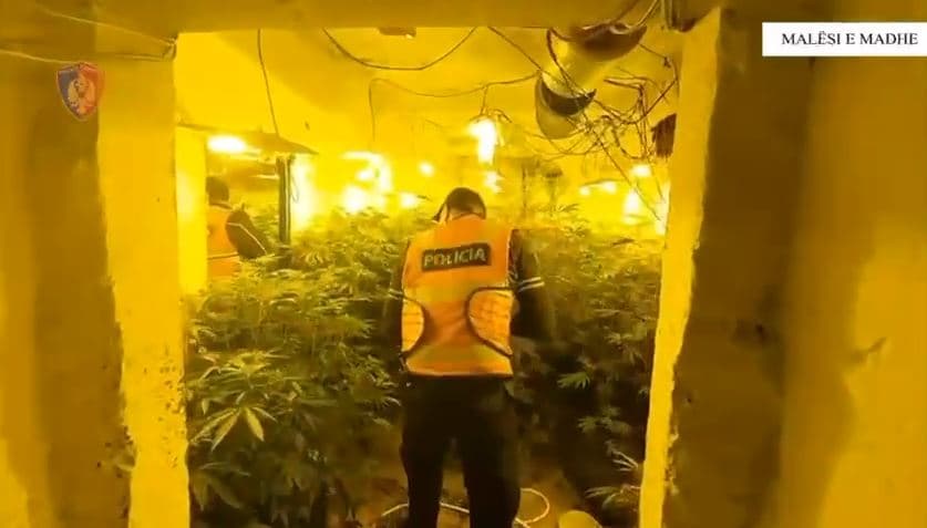   Zbulohen tre ambiente të përshtatura për kultivim kanabisi/ Arrestohen dy persona në Malësi të Madhe, një tjetër në kërkim