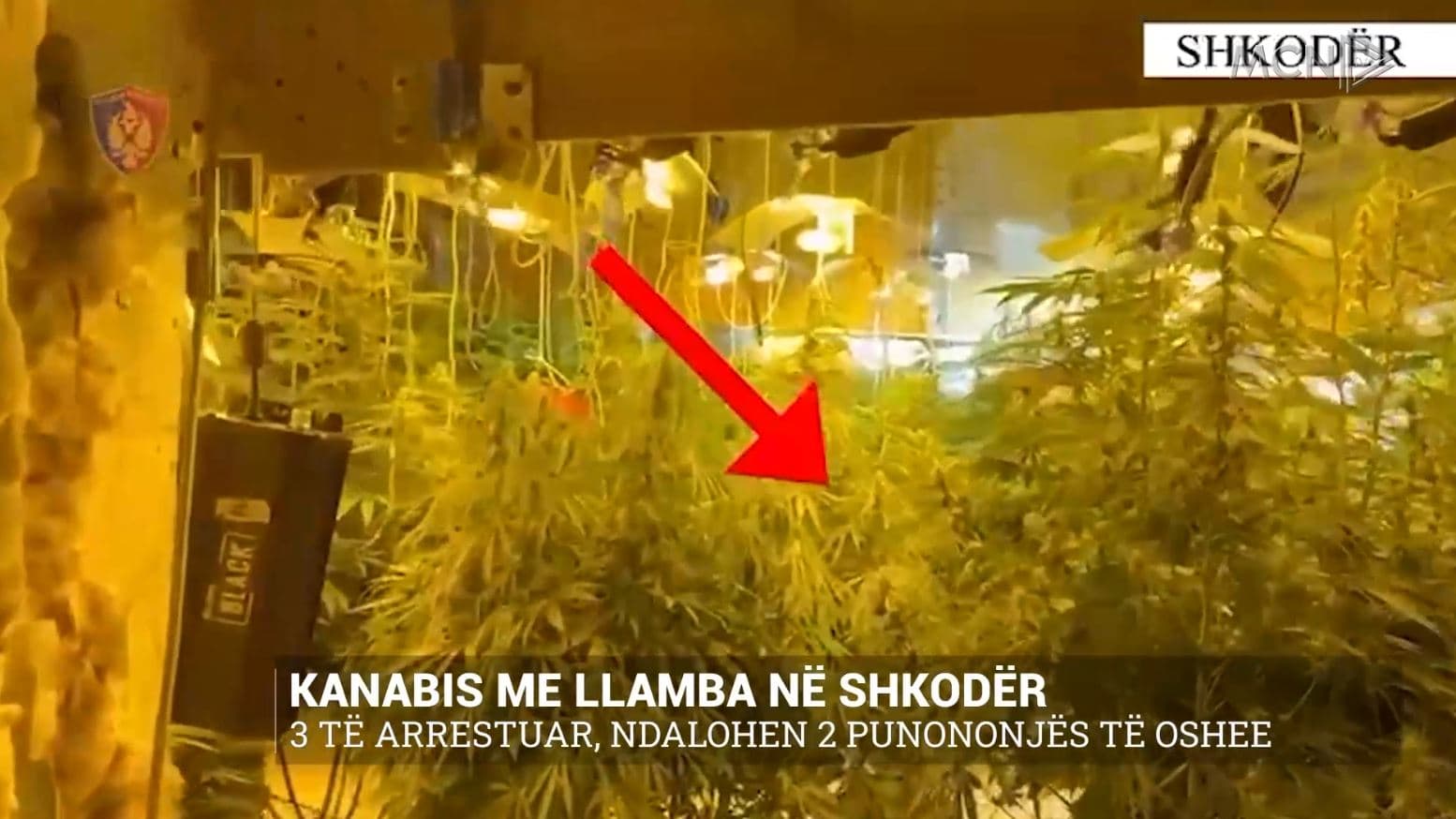 Kanabis me llamba në Shkodër/ 3 të arrestuar, ndalohen 2 punonjës të OSHEE (VIDEO)