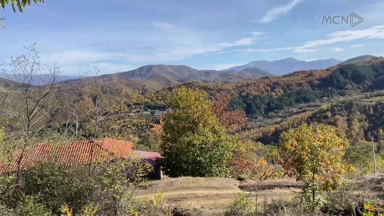Më pak gështenja këtë vit në Labinot Mal / Rritja e temperaturave dëmtoi prodhimin (VIDEO)
