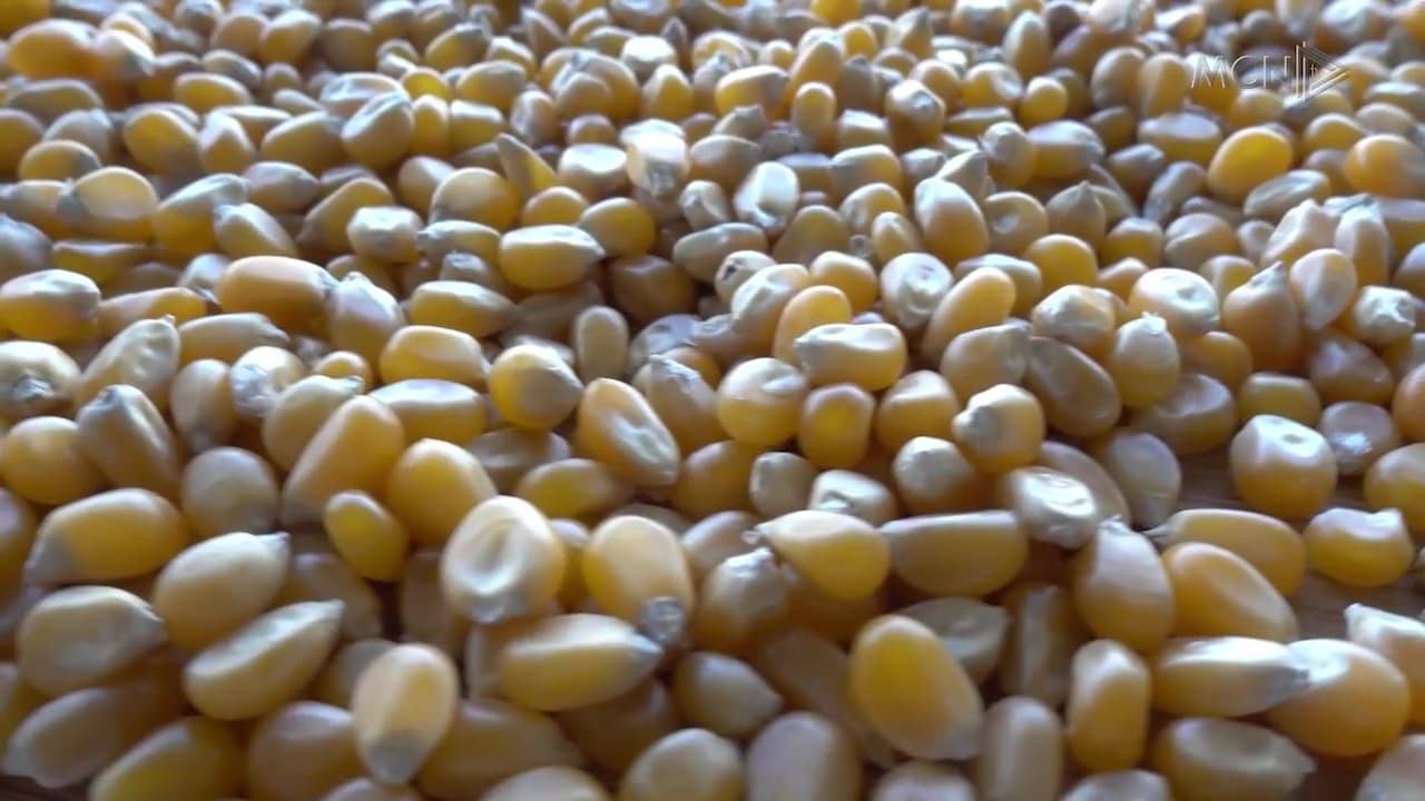 Bllokohen 50 ton misër në Elbasan / Dyshohet i kontaminuar, ngarkesa e tretë e ndaluar brenda pak ditësh (VIDEO)