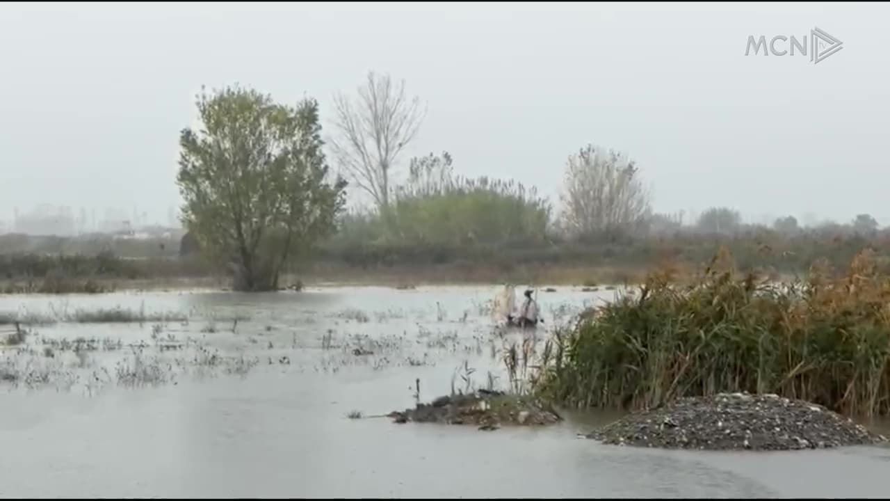 Çahet argjinatura e kënetës në Tale / Lezhë, përmbyten tokat bujqësore, rrezikohen banesat (VIDEO)