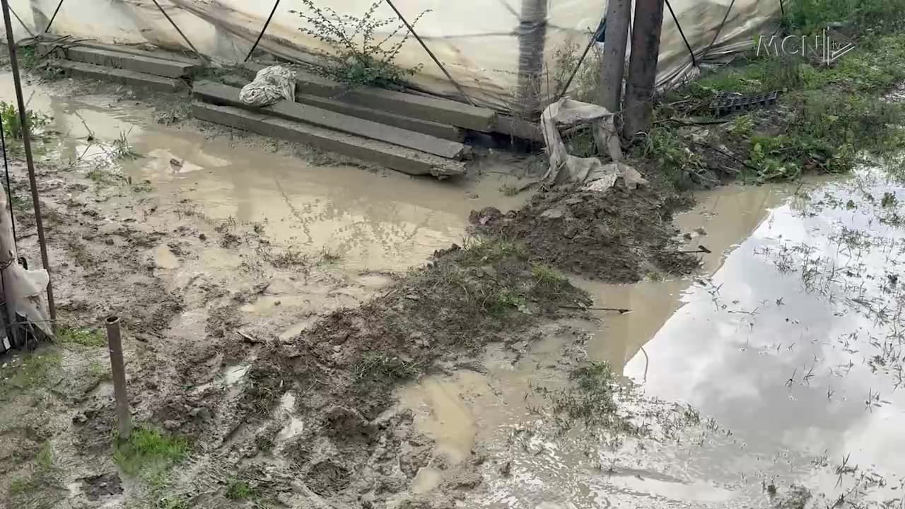 Semani përmbyti serat në Zhelizhan të Lushnjës / Fermerët kërkojnë ndihmë, “Emergjencat”: Janë toka brenda argjinaturës (VIDEO)
