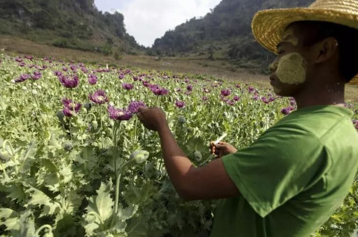 OKB: Myanmar-i është burimi më i madh i opiumit në botë