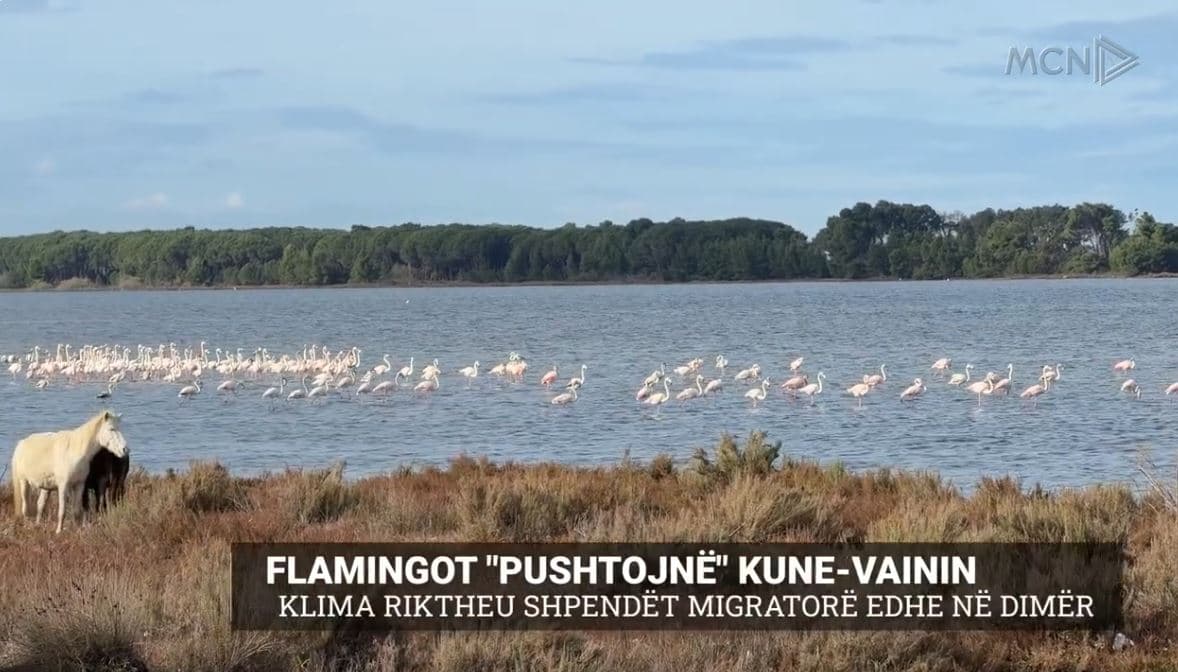 Flamingot "pushtojnë" Kune-Vainin. Klima riktheu shpendët migratorë edhe në dimër