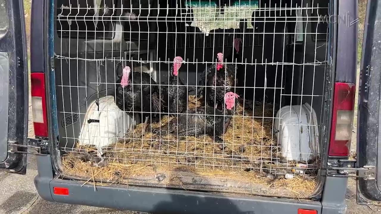 Zhvendoset tregu i gjësë së gjallë / Vlorë, ankohen tregtarët: Zero shitje, është shumë larg! (VIDEO)