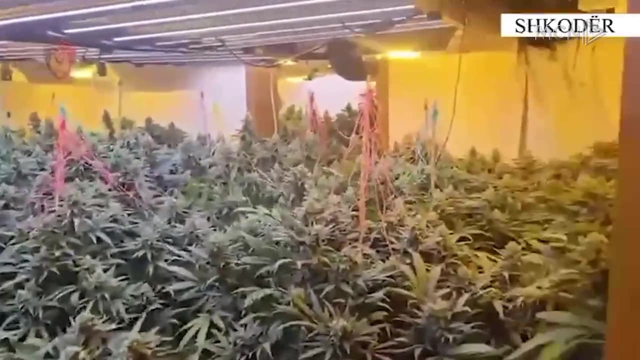 Shtëpitë e barit “trend” në Shkodër / Zbulohet e shtata në dy muaj, arrestohet 22-vjeçari dhe punonjësi i OSHEE-së (VIDEO)