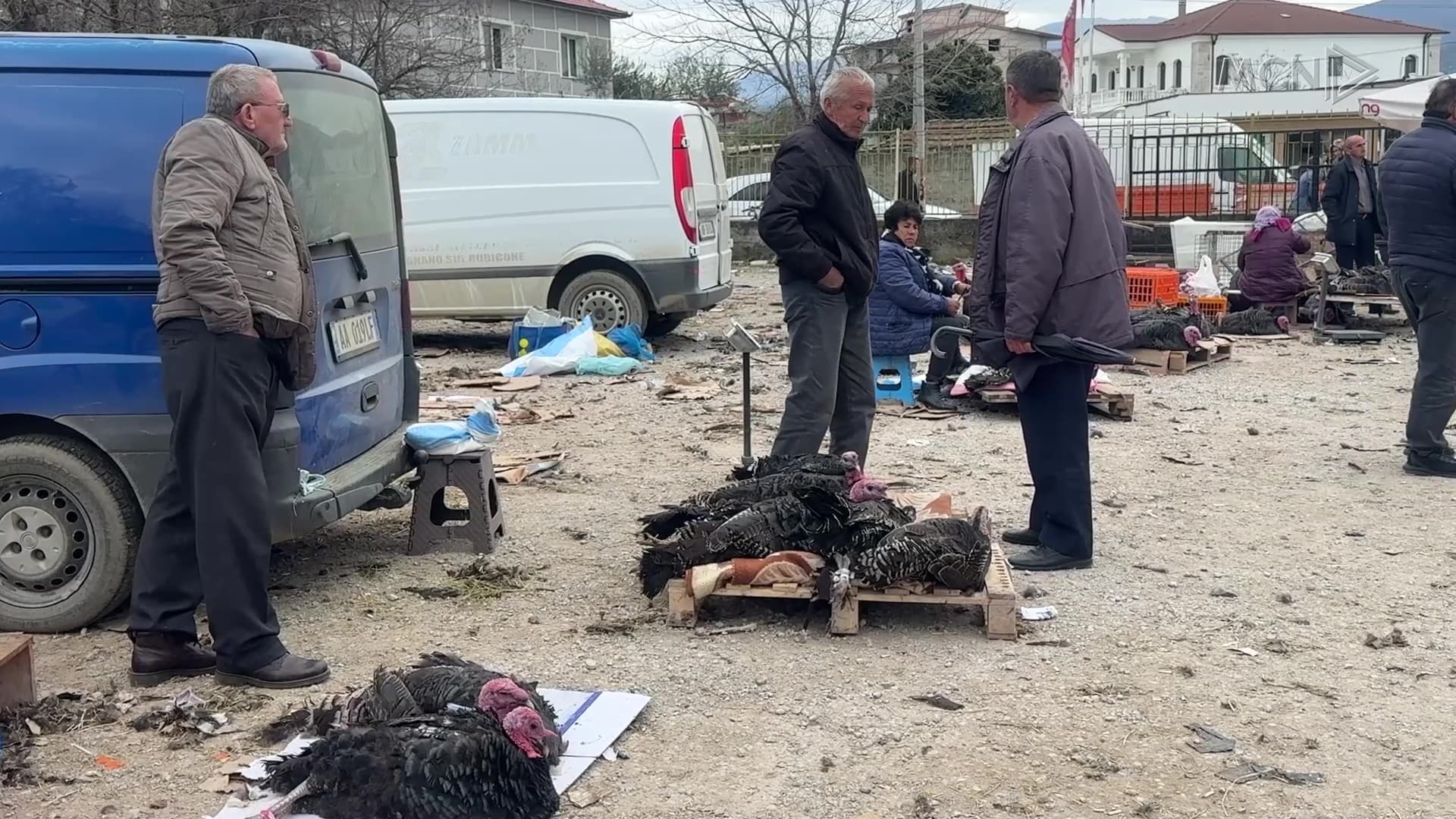 Gjelat e detit mbeten pa u shitur / Fermerët në Elbasan drejt falimentimit (VIDEO)