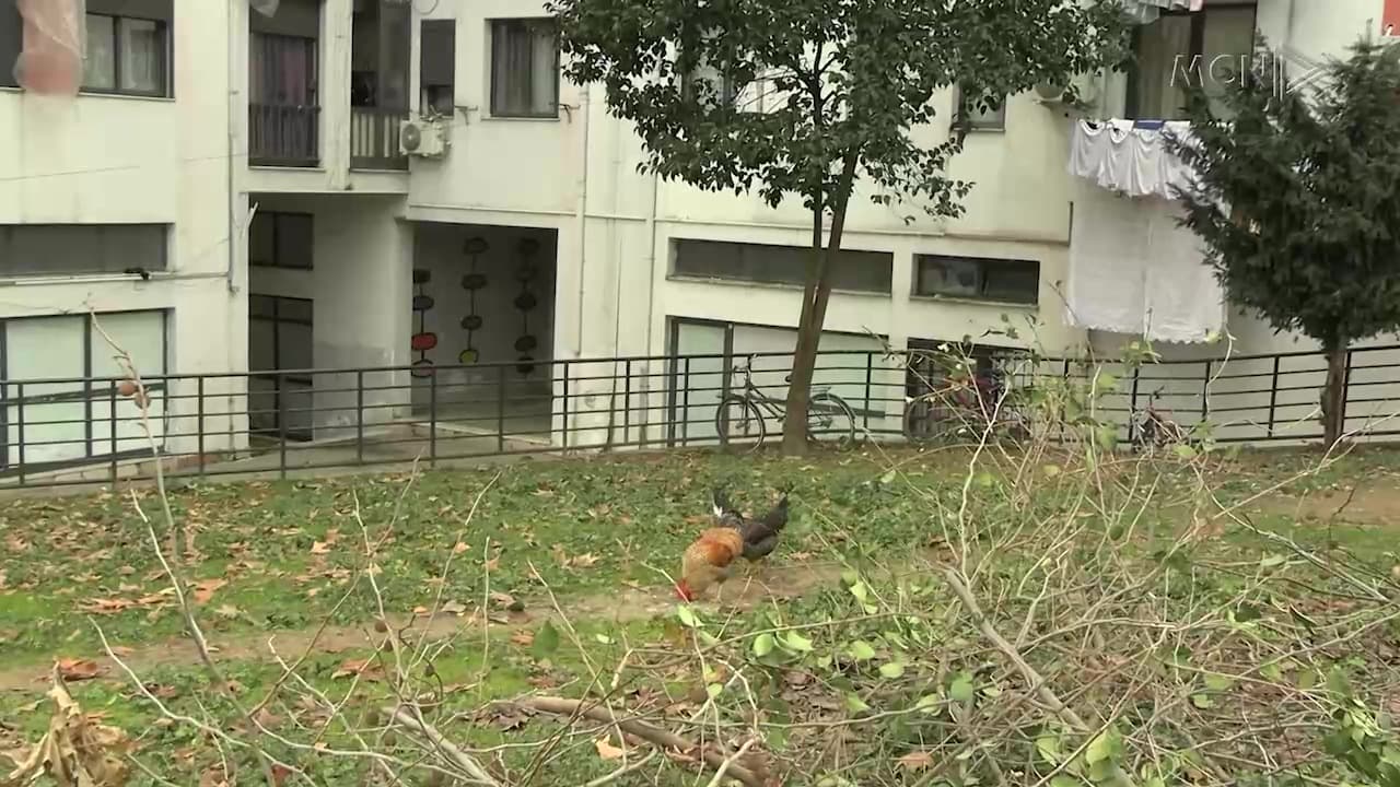 Gjobë për gjelin që këndonte/ Agjencia e Mbrojtes së Konsumatorit: Shpendët të mbahen me leje (VIDEO)