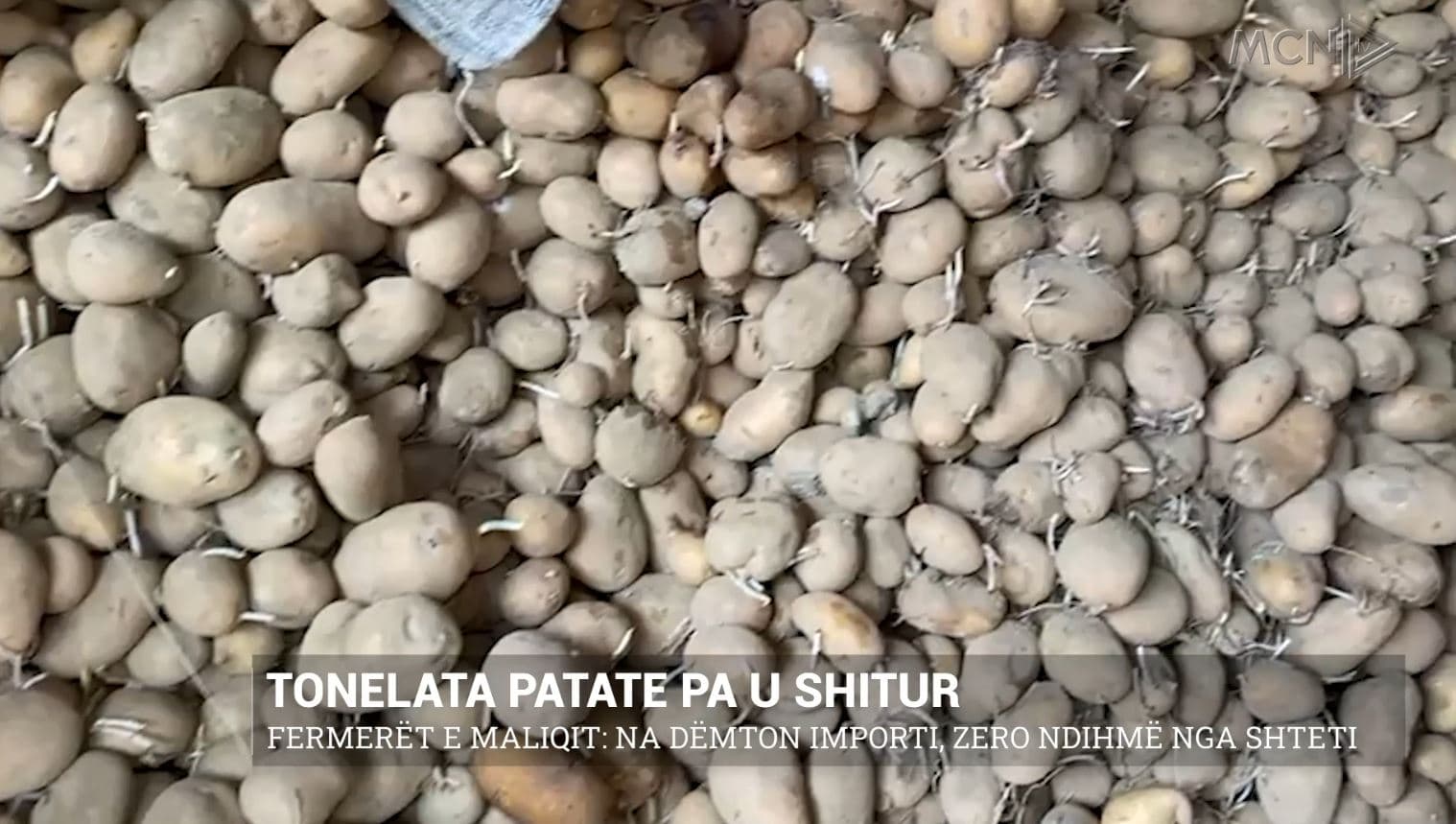 Tonelata patate pa u shitur/ Fermerët e Maliqit: Na dëmton importi, zero ndihmë nga shteti (VIDEO)