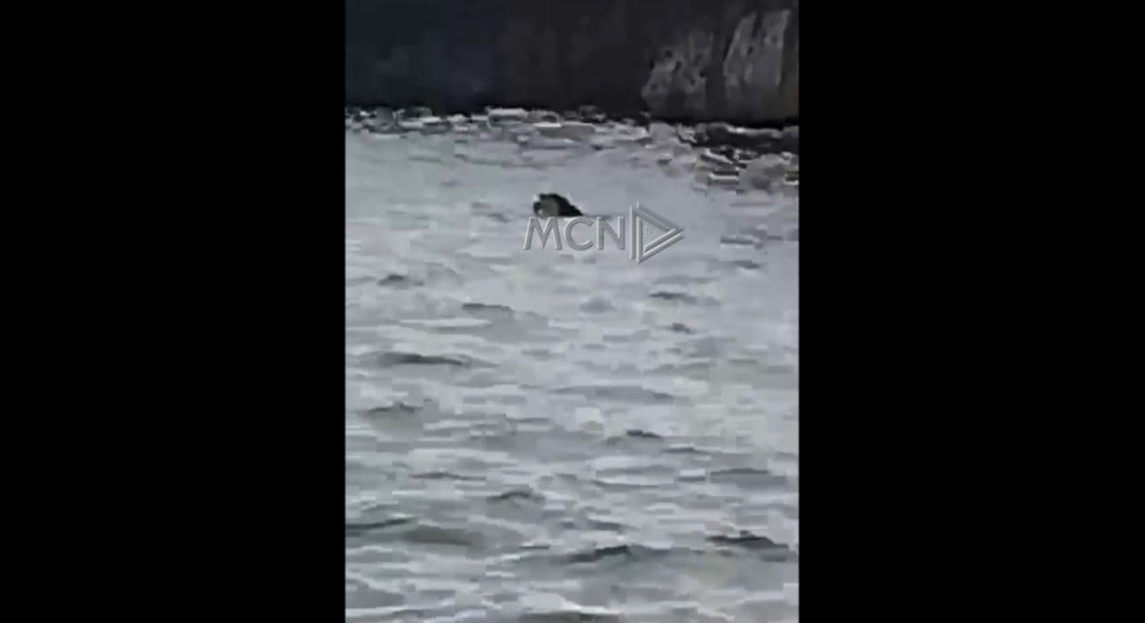 Specie e rrezikuar, foka e Mesdheut shfaqet në brigjet e Sazanit (VIDEO)
