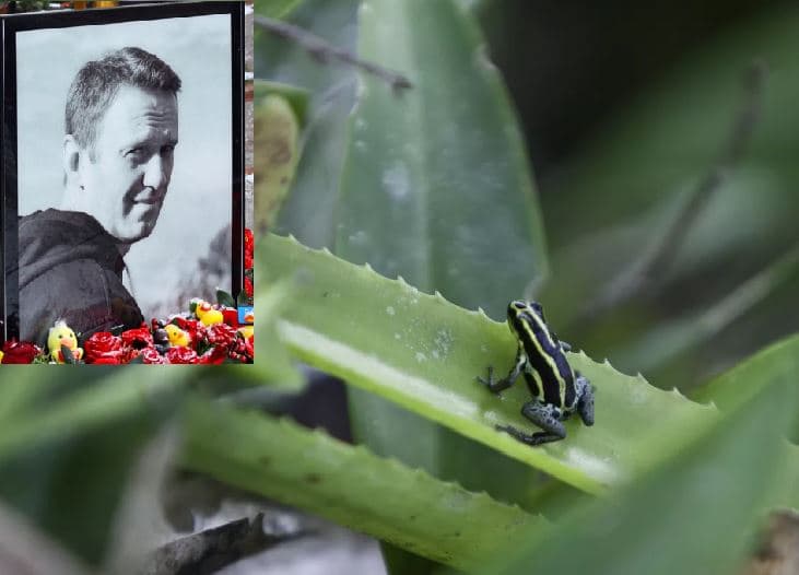 Çfarë është bretkosa ekuadoriane me shigjetë, toksina e së cilës dyshohet se u përdor nga Moska për të vrarë Navalny