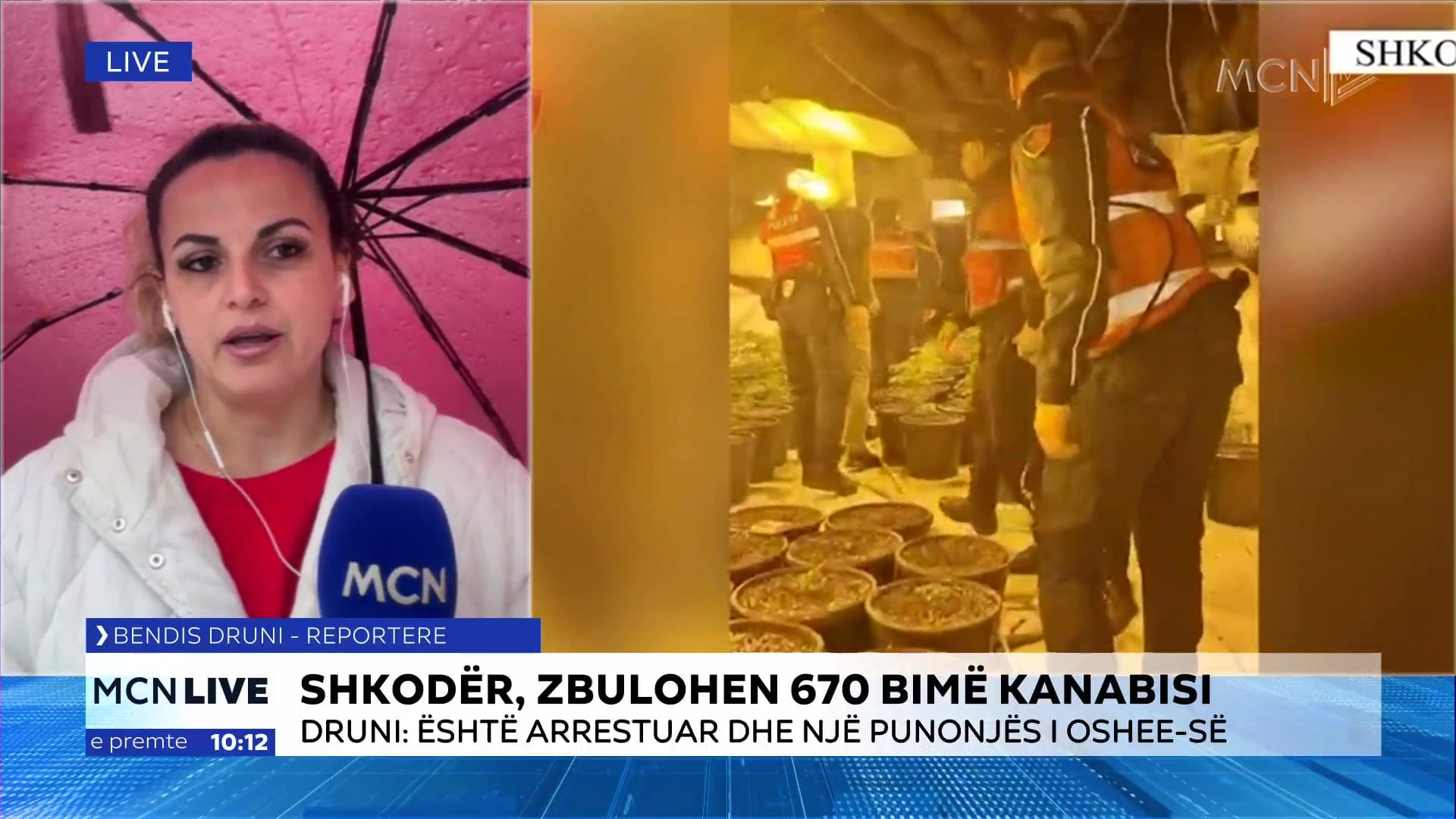 Zbulohen 670 bimë kanabisi në Shkodër/ Druni: Tre të arrestuar, mes tyre edhe një punonjës i OSHEE-së