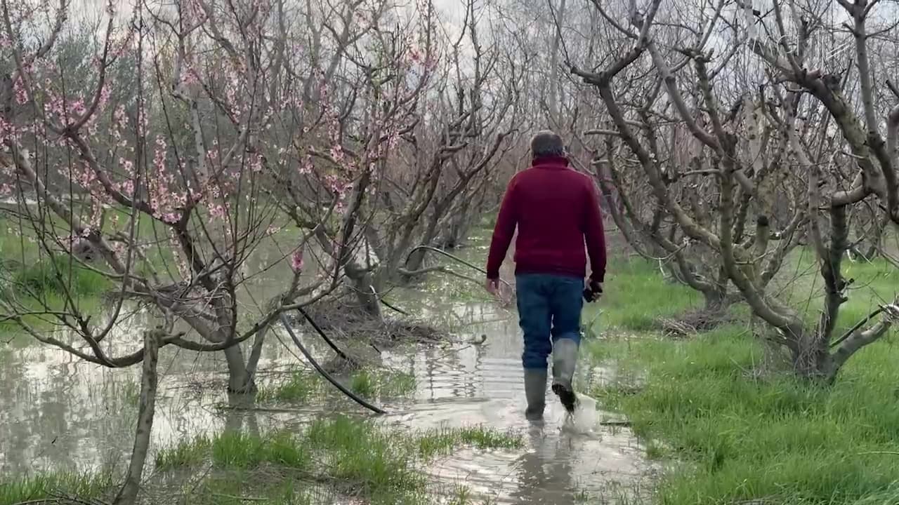 “Nën ujë nga mospastrimi i kanaleve” / Lushnjë, fermerët: U dëmtuan lulet e pemëve frutorë, rrezikohet prodhimi (VIDEO)
