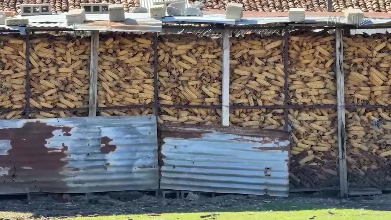 Misri vendas mbetet stok / Fermerët e Maliqit ankohen për mungesë tregu dhe çmim të ulët (VIDEO)