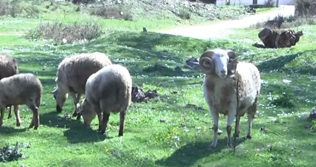  Fshatrat e Tiranës pa blegtori. Fermerët: Mbajmë vetëm për konsum vetjak, shteti të na ndihmojë (VIDEO)