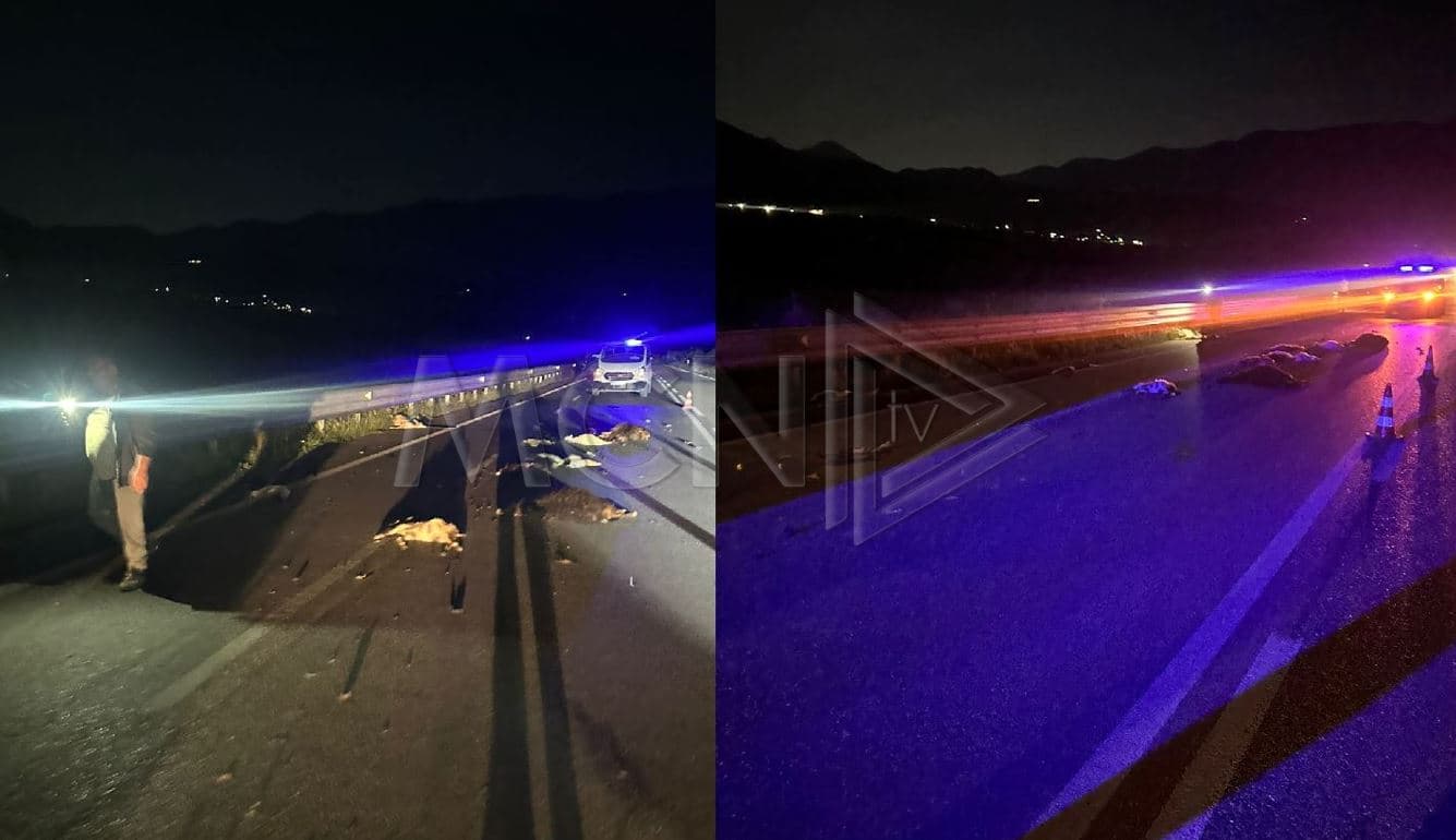 Makina përplaset me bagëti në Tragjas të Vlorës, një i plagosur në gjendje kritike