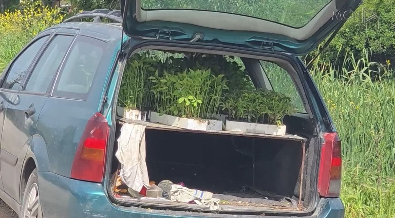 Domatja vendase del me vonesë në treg/ Shkaku përmbytjet e muajit janar, çmimi pëson rënie me rreth 100 lekë/kg (VIDEO)