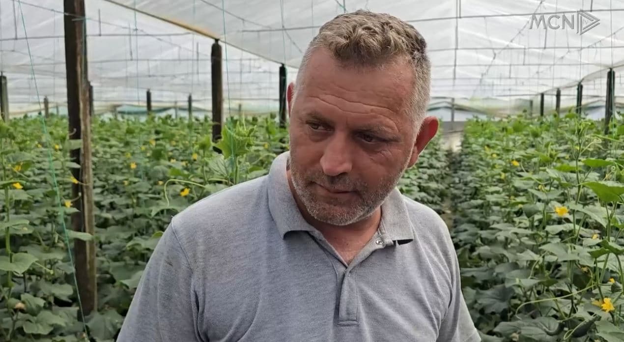 Nga 100 në 20 lekë/kg brenda 10 ditësh/ Rënie drastike e çmimit të kastravecit pas daljes në treg të prodhimit vendas (VIDEO)