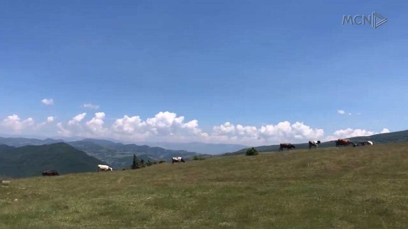 “Paketa e maleve”, goditje blegtorisë. Tkurren kullotat në Maliq, blegtorët: Nuk kemi ku t'i çojmë bagëtitë?