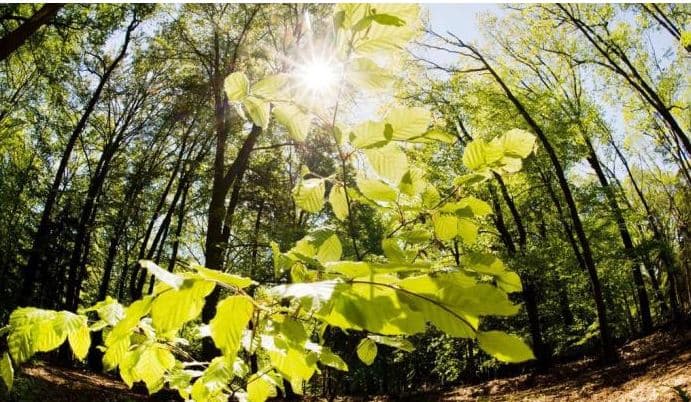 Temperaturat globale vijojnë rekordet, Marsi i dytë më i nxehtë në Evropë