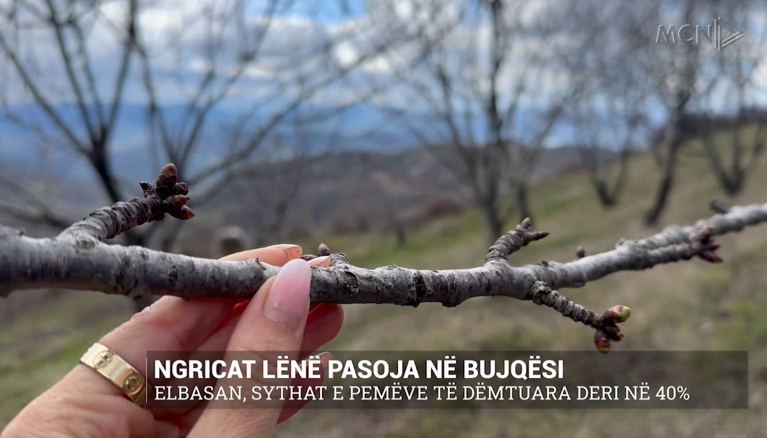 Ngricat lënë pasoja në bujqësi/ Elbasan, sythat e pemëve të dëmtuara deri në 40% (VIDEO)
