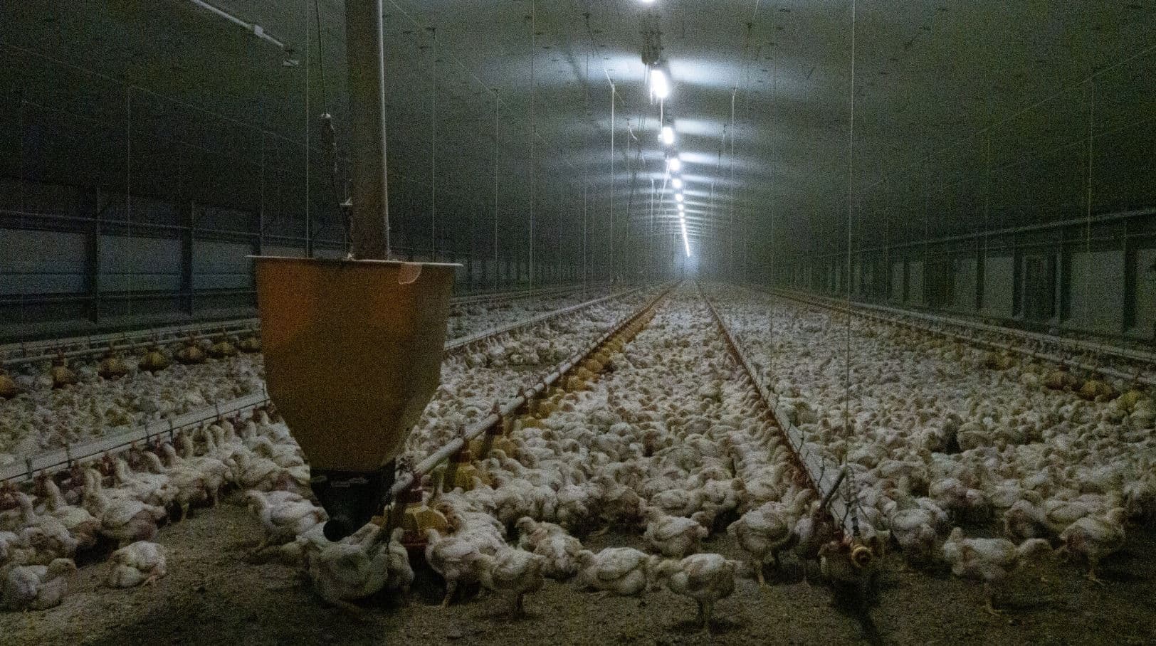 Investigimi i Report: Çfarë fshihet pas zinxhirit të prodhimit të mishit të pulës