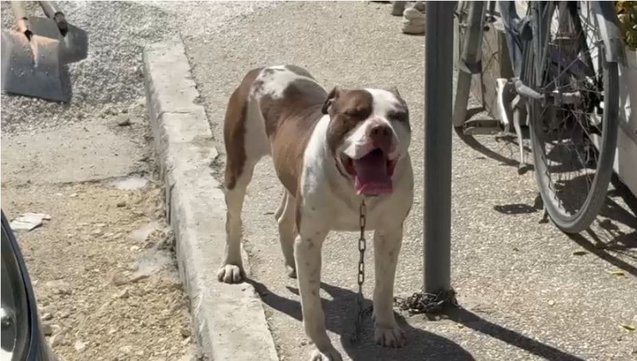 E rëndë në Vlorë, fëmija 4 vjeç kafshohet nga qeni në kokë
