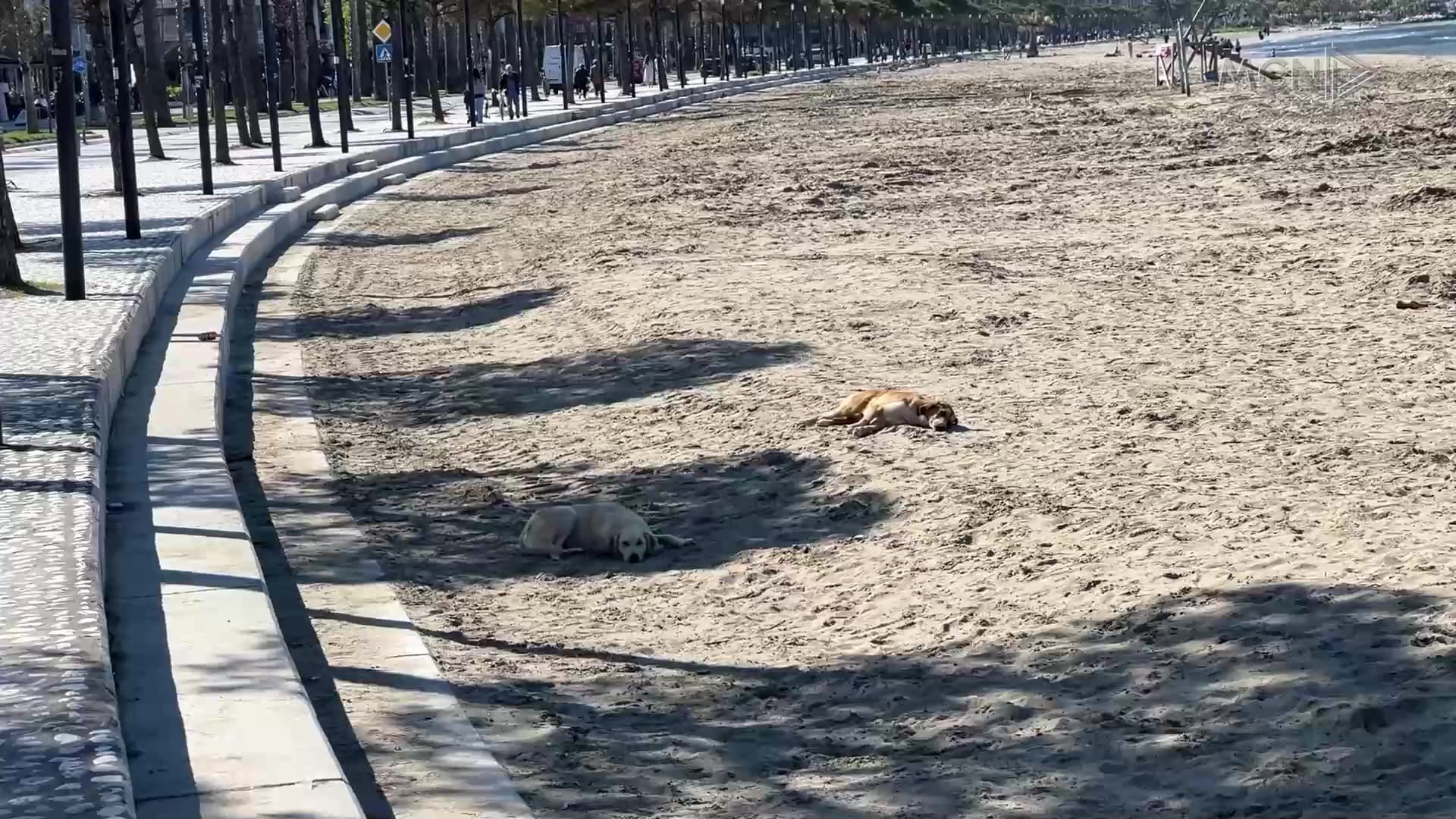 Alarm nga qentë endacakë në Vlorë / Shtohen rastet e kafshimeve, kërkohen masa konkrete nga bashkia (VIDEO)