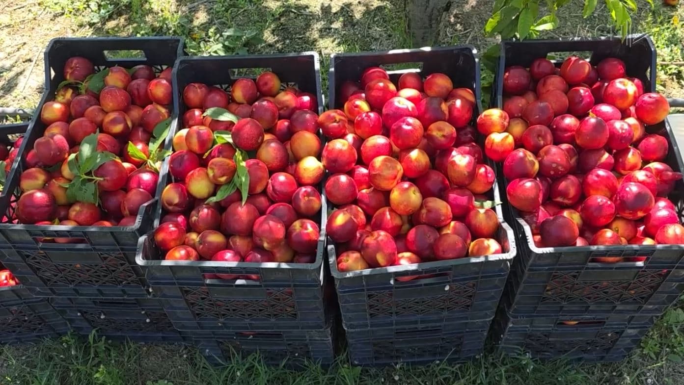 Ankesa për çmimin e nektarinës/ Lushnjë, fermerët: Me 70-80 lekë/kg nuk mbulojmë dot kostot (VIDEO)