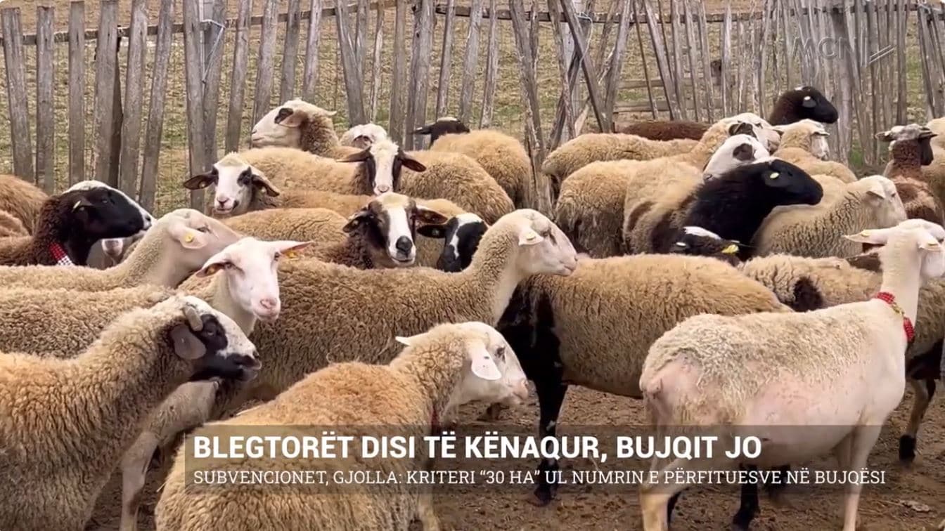 Blegtorët disi të kënaqur, bujqit jo. Subvencionet, Gjolla: Kriteri “30 ha” ul numrin e përfituesve