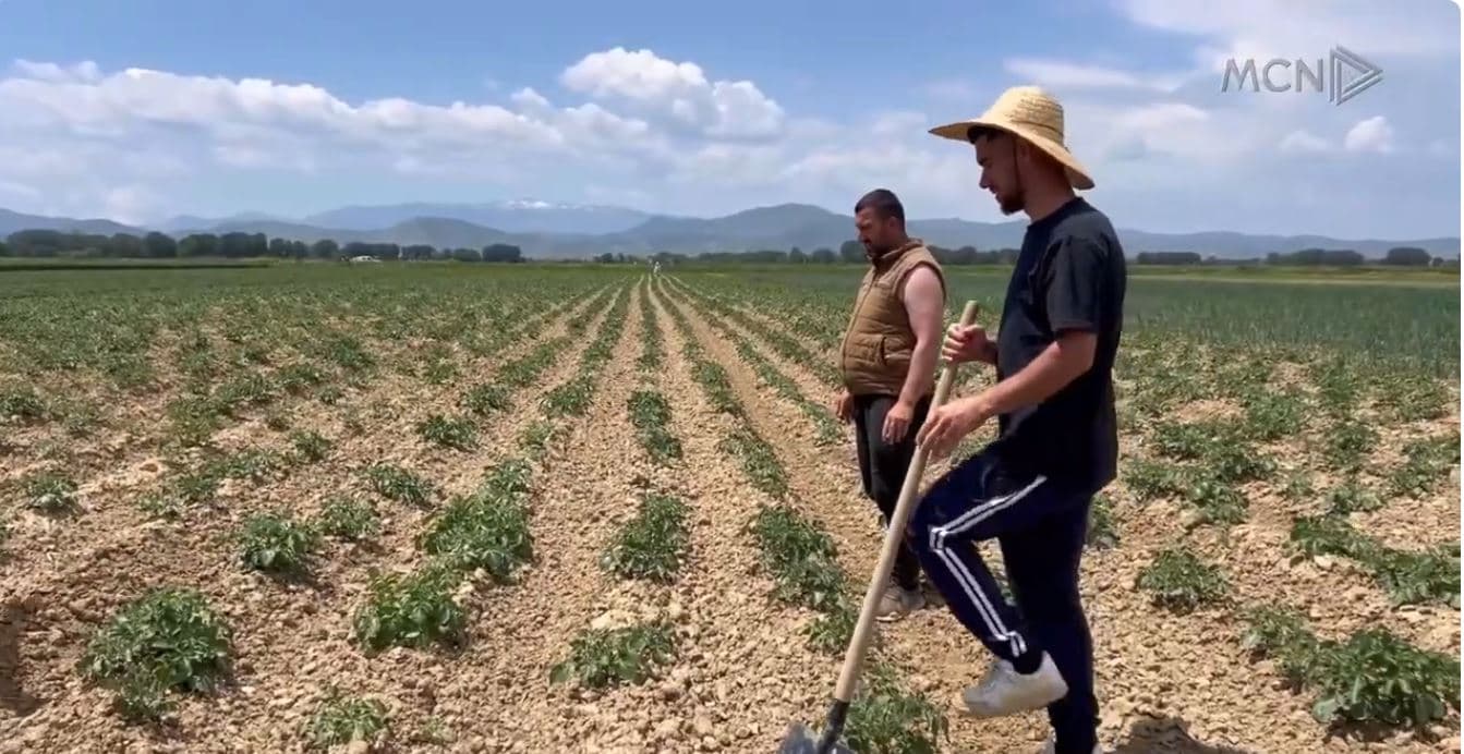 Fara e patates rezulton me probleme. Maliq, fermerët: Doli e fijëzuar, dëmi miliona lekë