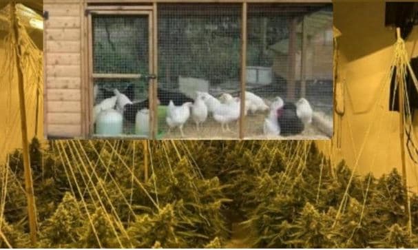Maliq/ Zbulohet ‘shtëpi bari’ poshtë kotecit të pulave, një i arrestuar dhe një në kërkim