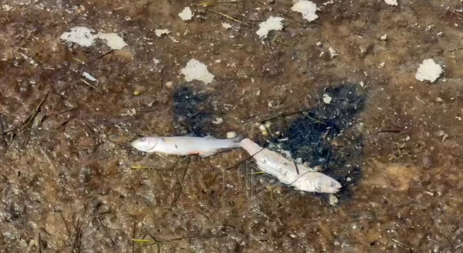 Ngordhje masive peshqish pranë Manastirit të Zvërnecit, shqetësim për dëmtimin e ekosistemit (VIDEO)