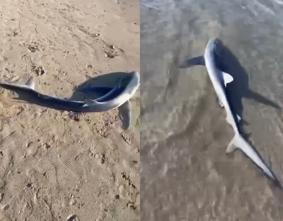 Del në bregun e Vlorës peshkaqeni me dëmtime në trup (VIDEO)