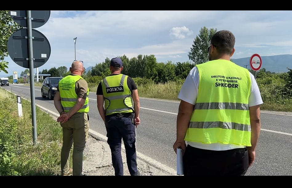 Murtaja te bagëtitë, shtohen kontrollet në Lezhë/ Verifikohen fermat në Zadrimë, ndalohet lëvizja e kafshëve