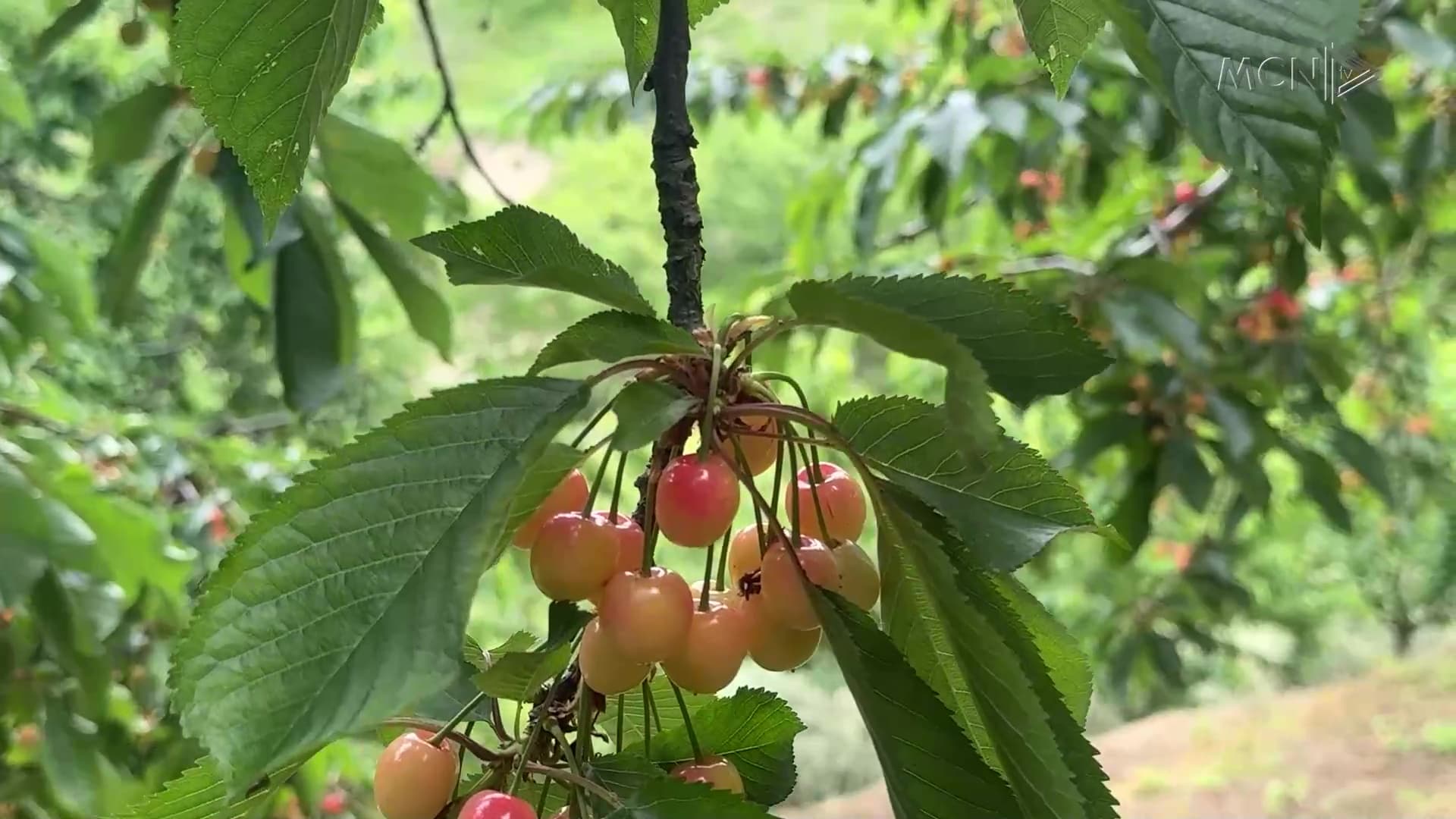 Sezon i mbarë për qershinë dhe kajsinë / 250 deri në 300 lekë/kg, fermerët të kënaqur me çmimin dhe prodhimin (VIDEO)