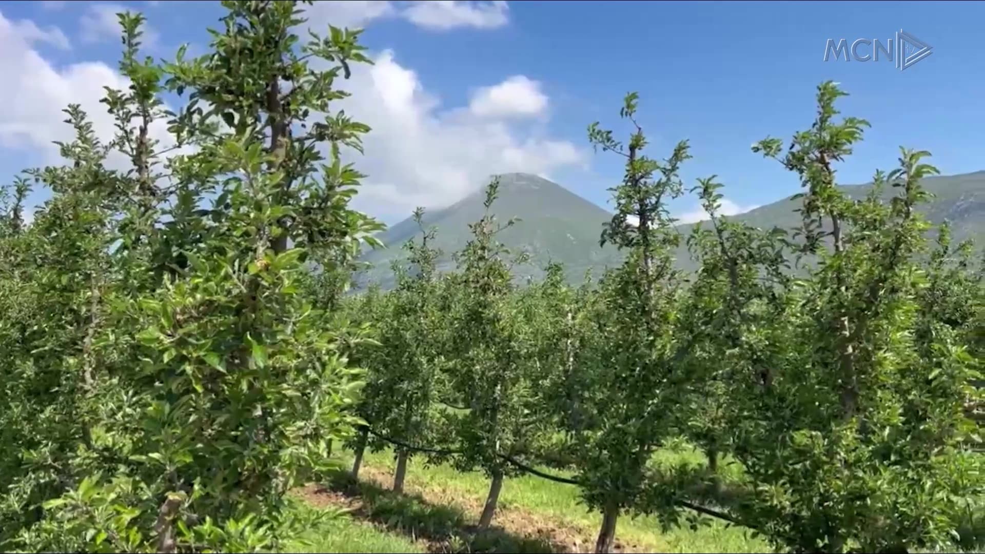 Devoll, ngricat shkatërrojnë pemtarinë / Fermerët: Humbje deri në 100% e prodhimit, shpenzuam miliona lekë (VIDEO)
